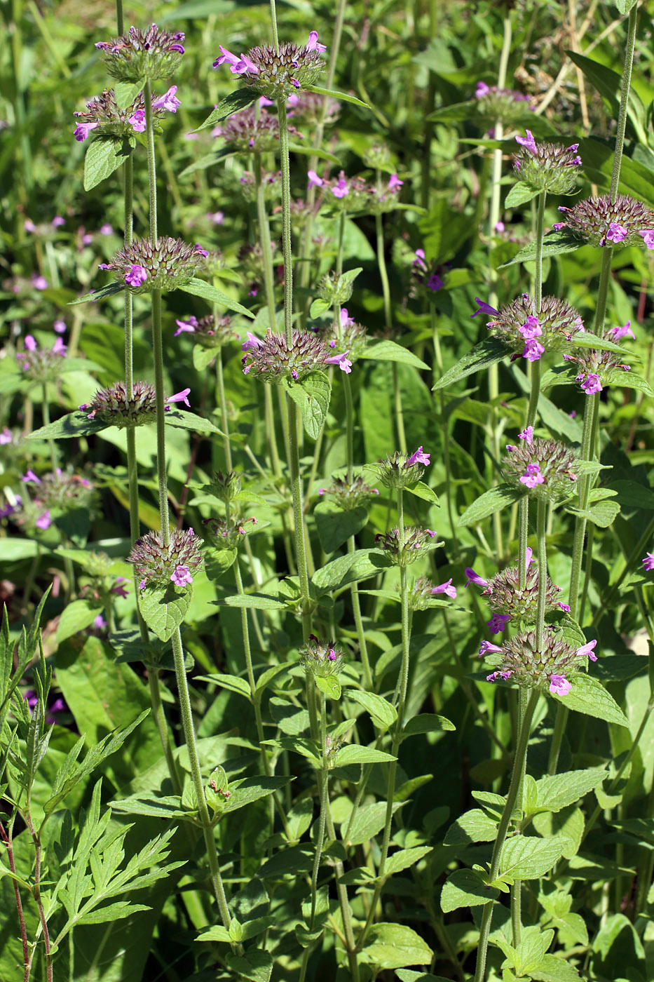 Image of Clinopodium integerrimum specimen.