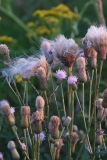 Cirsium setosum