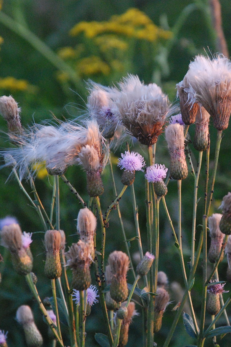 Image of Cirsium setosum specimen.