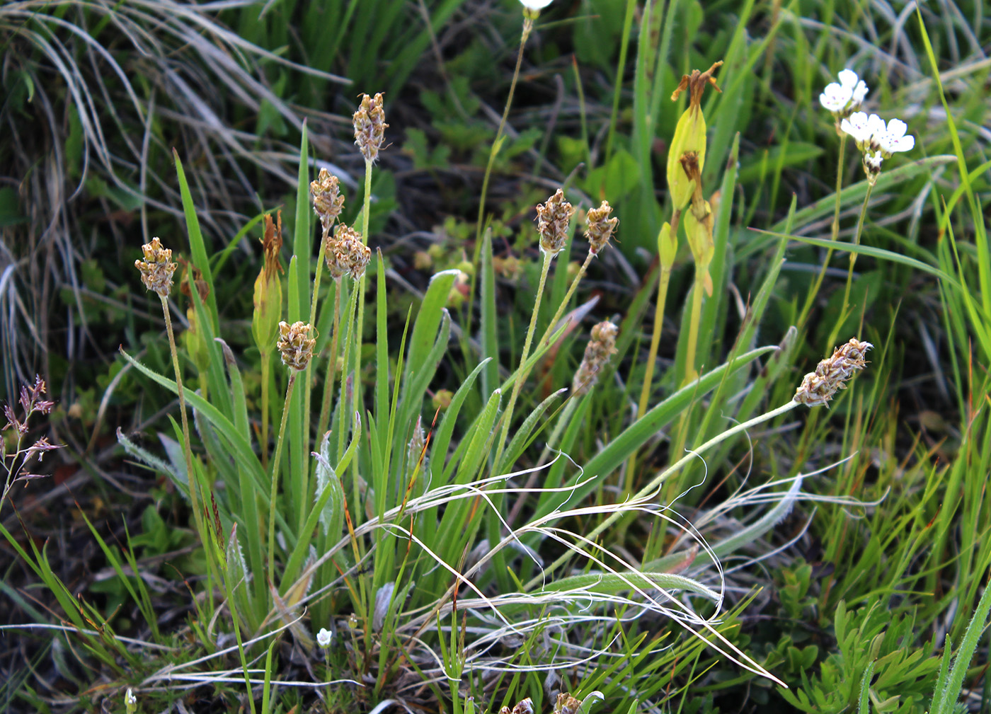 Изображение особи Plantago atrata.