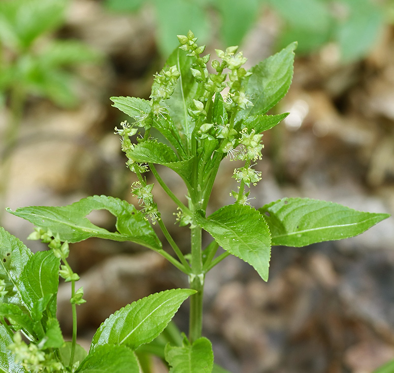 Изображение особи Mercurialis perennis.