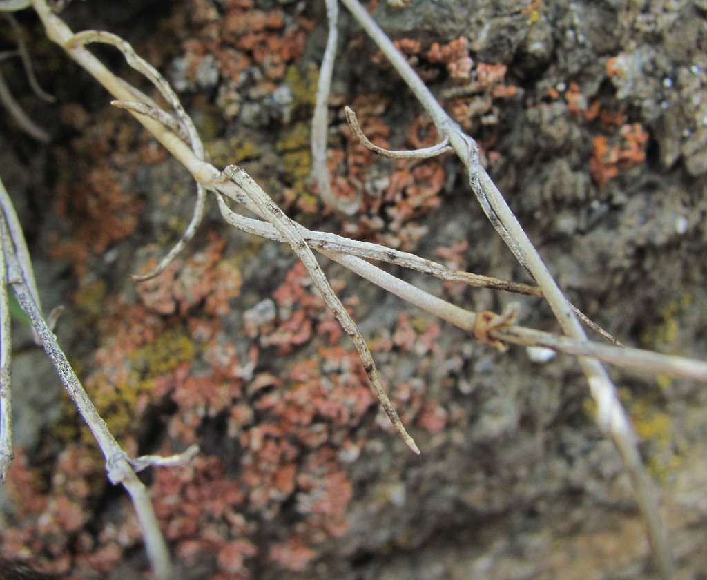 Image of Silene linearifolia specimen.