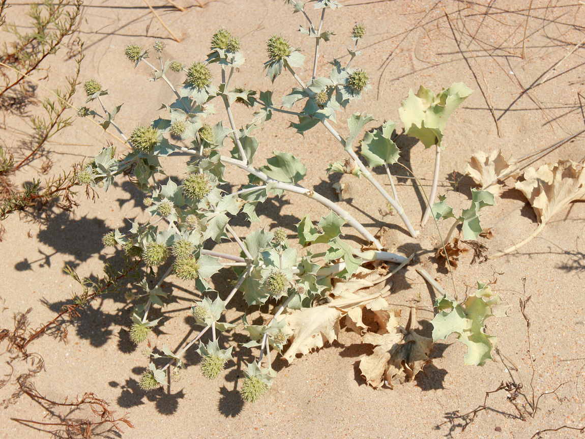 Изображение особи Eryngium maritimum.