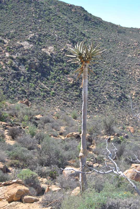 Image of Aloidendron dichotomum specimen.