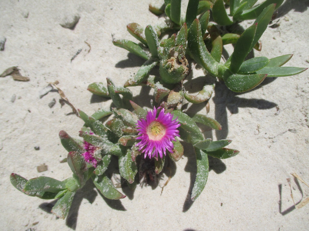 Изображение особи Carpobrotus glaucescens.