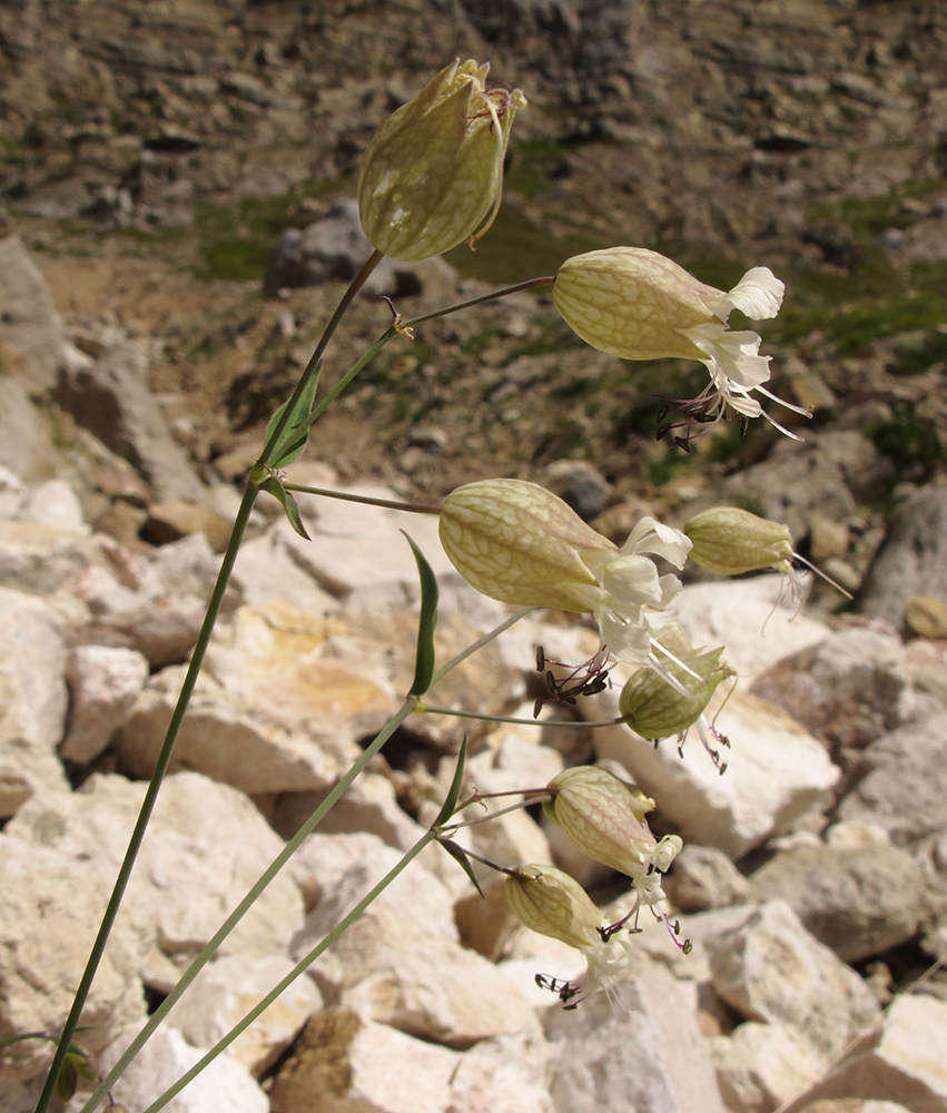 Image of Oberna behen specimen.