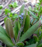 Myosotis micrantha