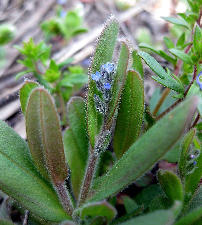 Image of Myosotis micrantha specimen.