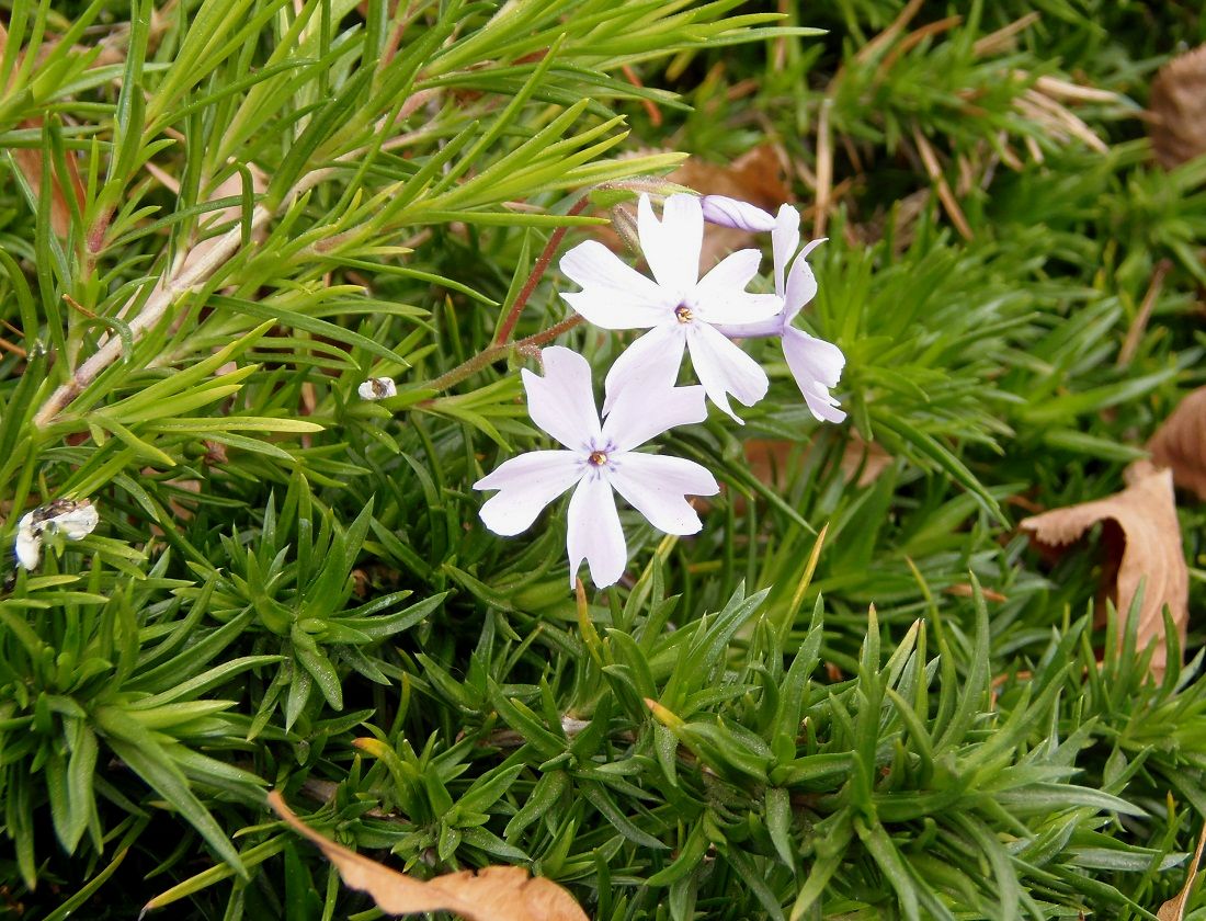 Изображение особи Phlox subulata.