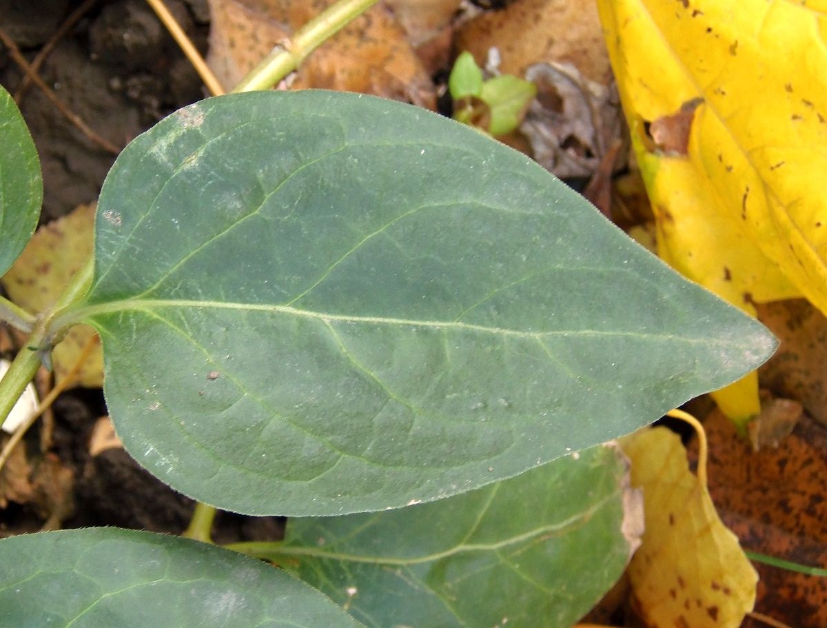 Image of Vinca major specimen.