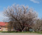 Armeniaca vulgaris. Взрослое цветущее дерево. Краснодарский край, г. Усть-Лабинск, в культуре. 01.04.2017.