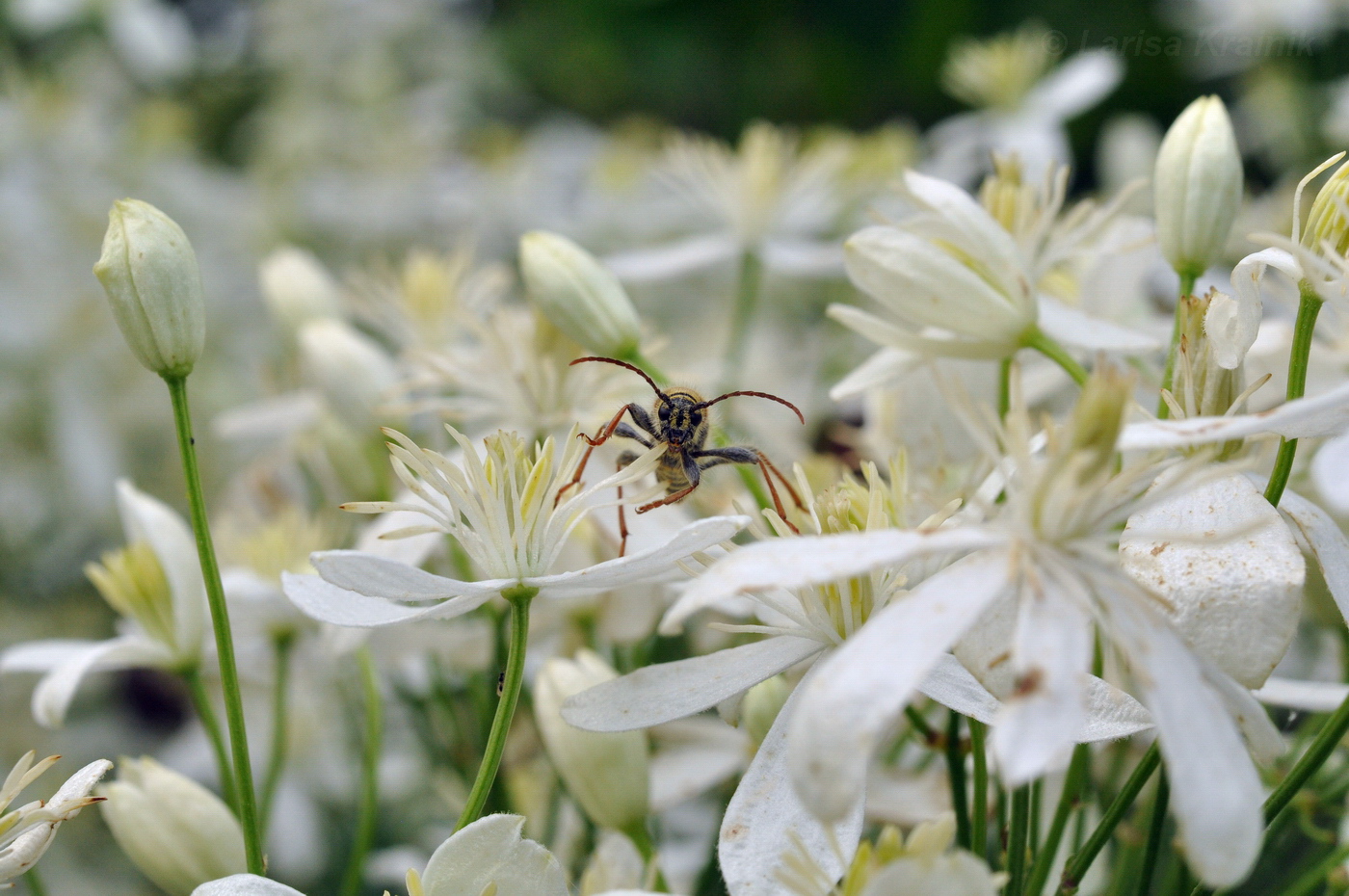 Image of Clematis mandshurica specimen.