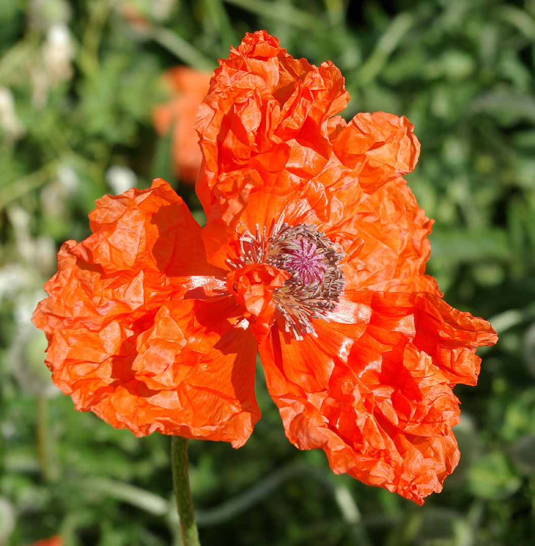 Изображение особи род Papaver.