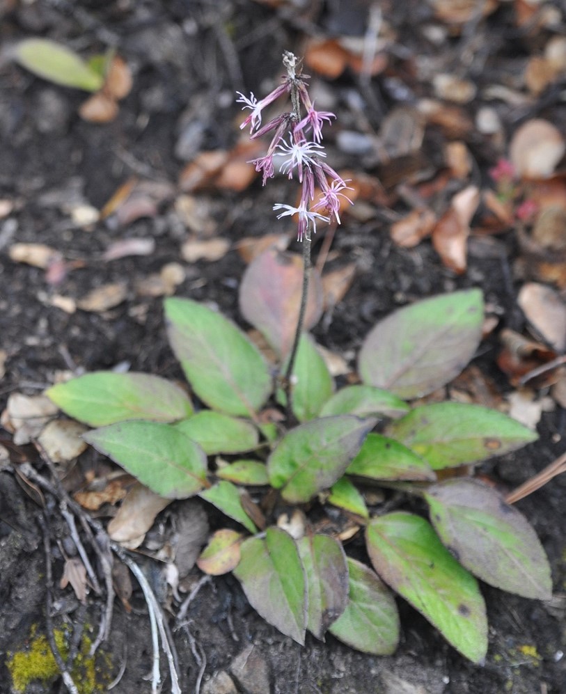 Изображение особи Ainsliaea yunnanensis.