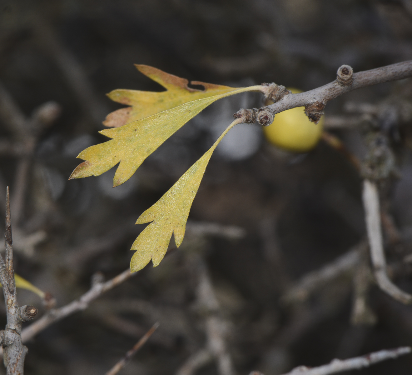 Image of Crataegus aronia specimen.