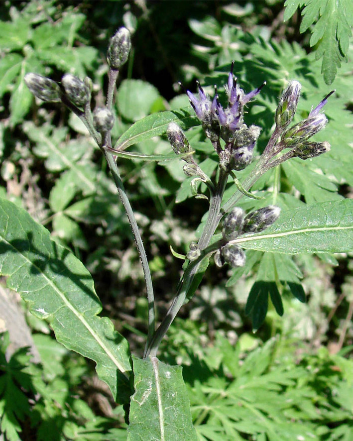 Image of genus Saussurea specimen.