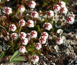 Harrimanella hypnoides