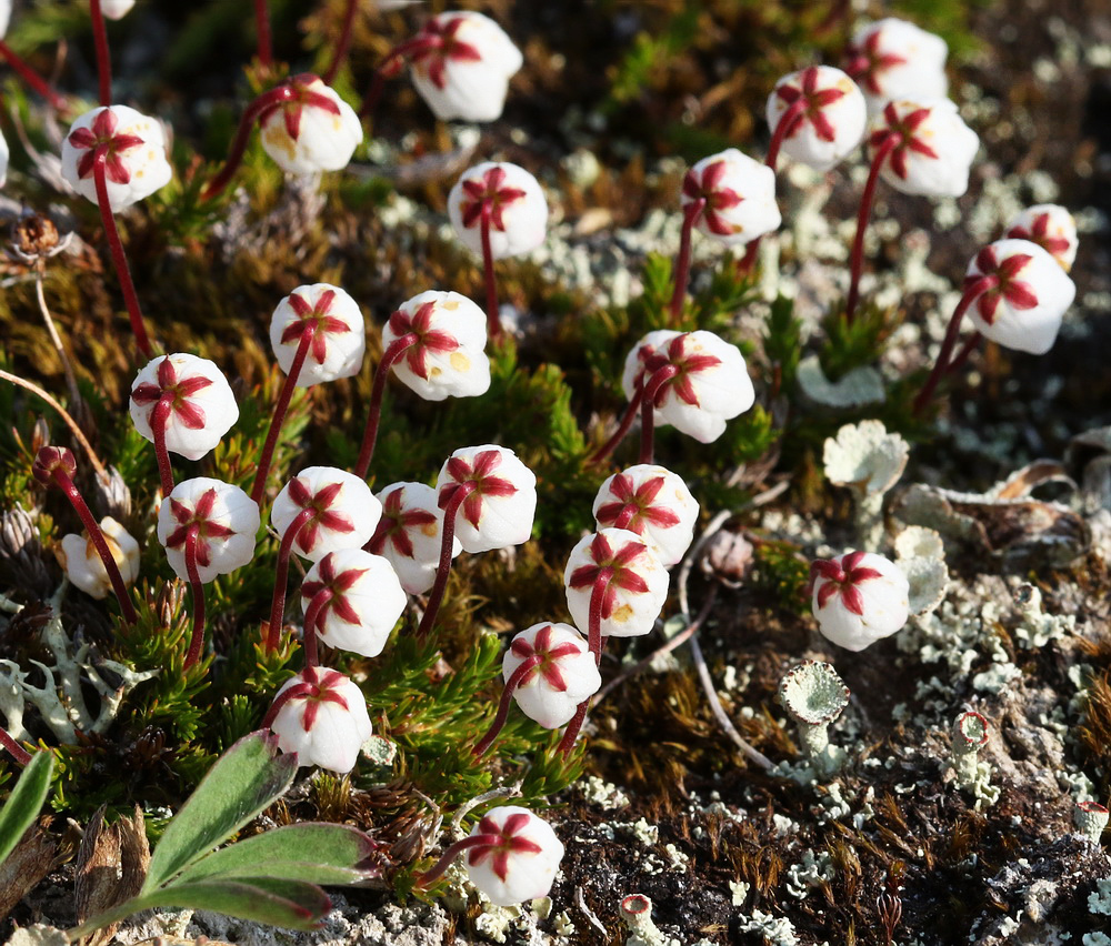 Image of Harrimanella hypnoides specimen.