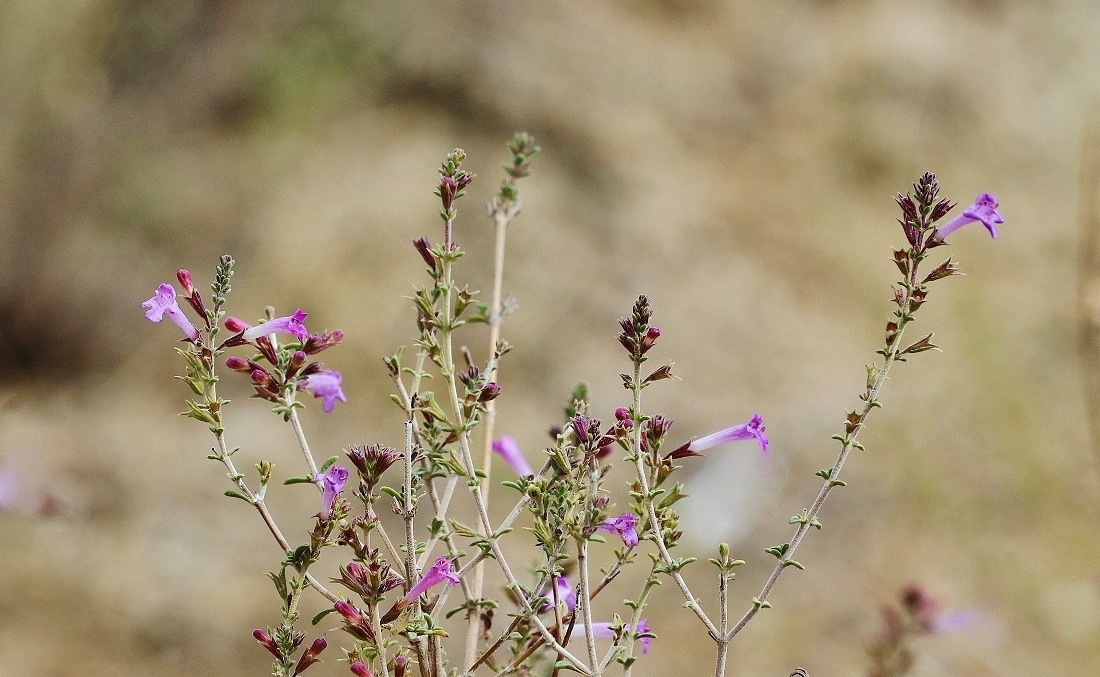 Image of Satureja macrantha specimen.