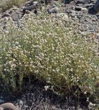 Gypsophila capitata