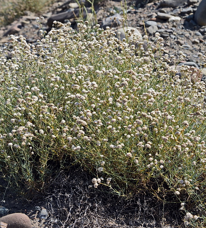 Изображение особи Gypsophila capitata.