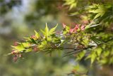 Acer palmatum. Верхушка веточки с плодами. Грузия, Аджария, с. Мцване-Концхи, Батумский бот. сад, в культуре. 09.05.2017.