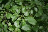 Rhamnus davurica