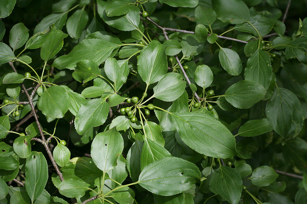 Image of Rhamnus davurica specimen.