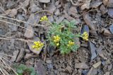 Draba arseniewii