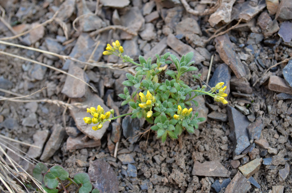 Image of Draba arseniewii specimen.