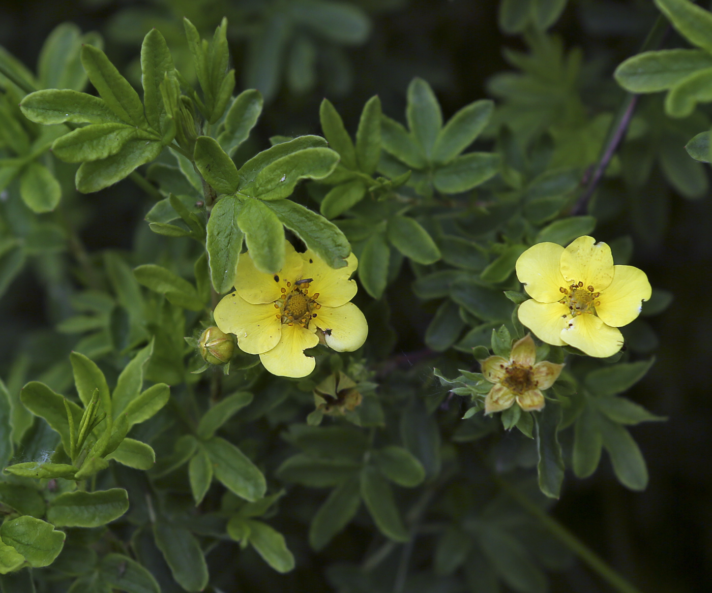 Изображение особи Dasiphora fruticosa.