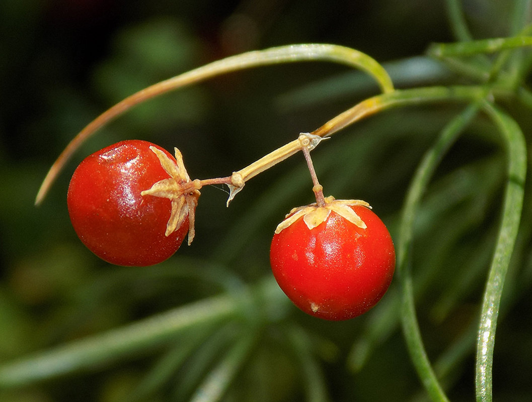 Image of Asparagus verticillatus specimen.