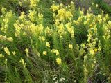 Linaria schelkownikowii