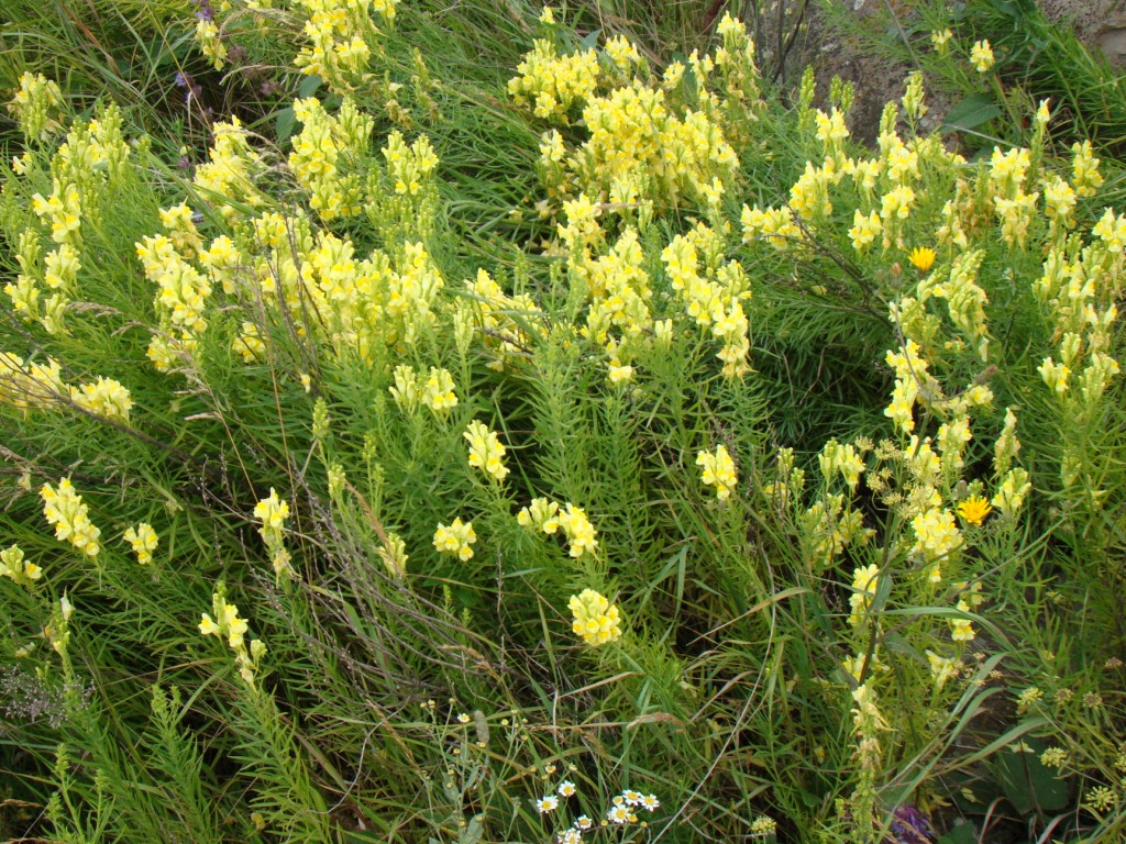 Изображение особи Linaria schelkownikowii.