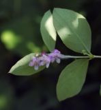 Symphoricarpos albus variety laevigatus. Верхушка цветущего побега (вид снизу). Пермский край, г. Пермь, Мотовилихинский р-н, озеленение у административного здания. 18.07.2017.