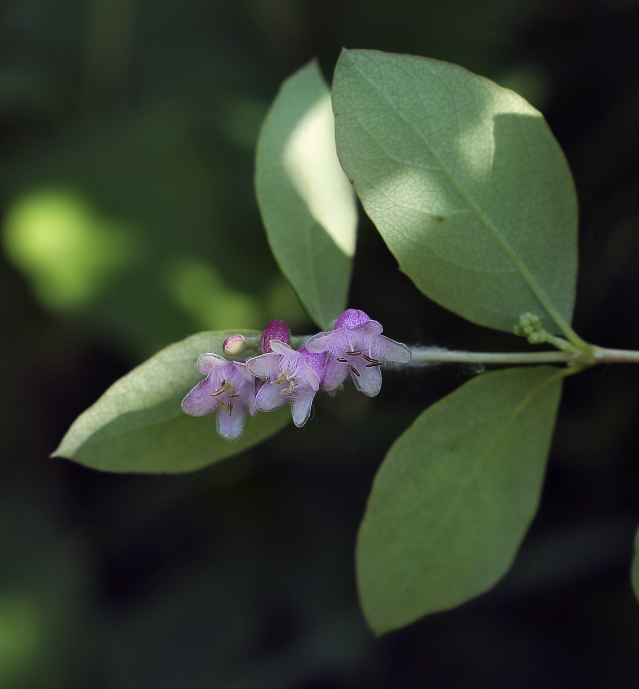 Изображение особи Symphoricarpos albus var. laevigatus.