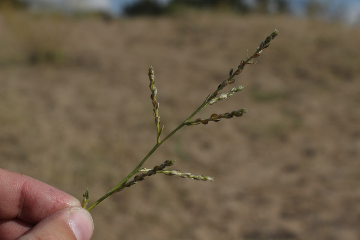 Image of genus Corispermum specimen.