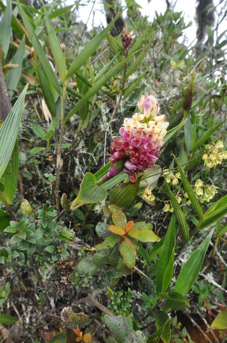 Image of Elleanthus strobilifer specimen.