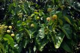 Hernandia nymphaeifolia. Верхушка ветви с соцветиями и плодами. Малайзия, о-в Калимантан, национальный парк Бако, песчаный пляж. 09.05.2017.