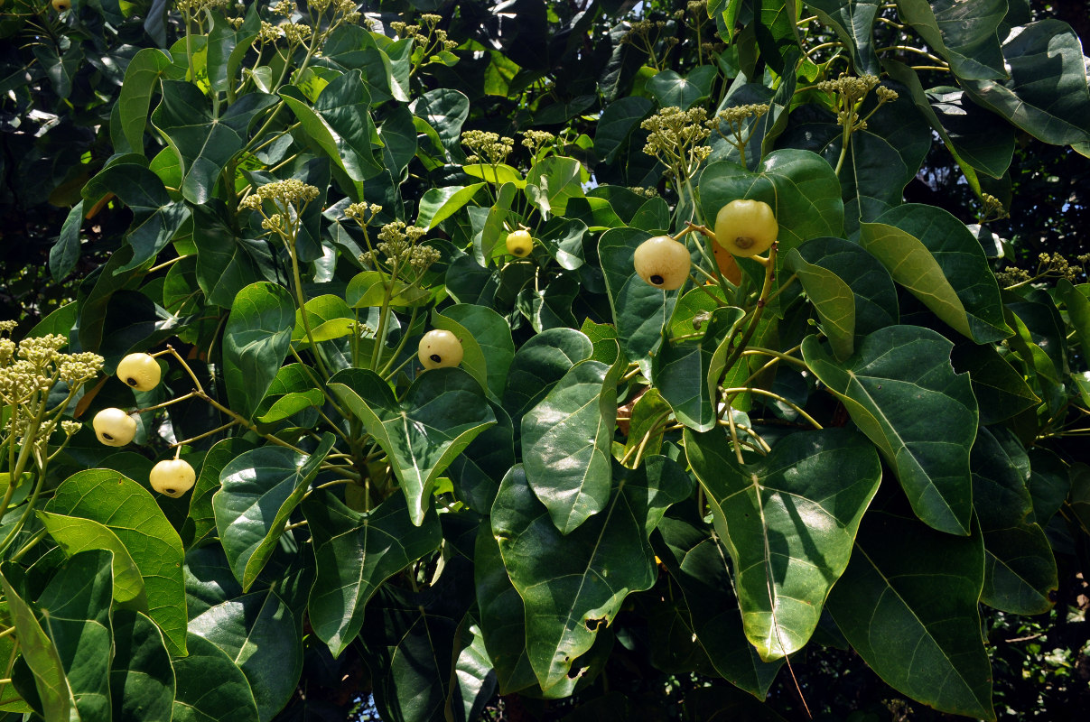 Image of Hernandia nymphaeifolia specimen.