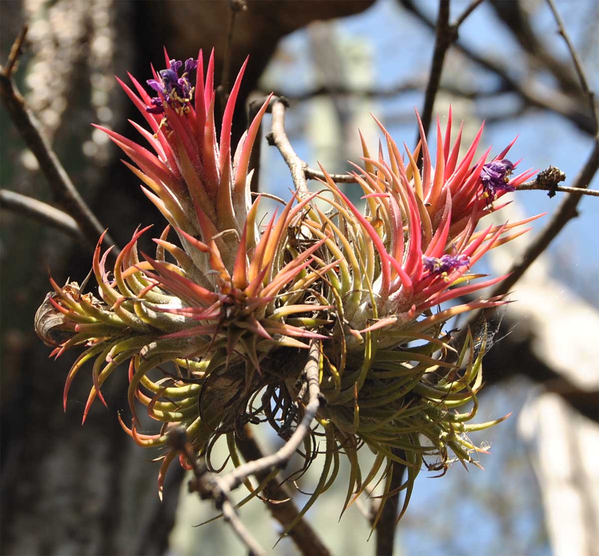 Изображение особи Tillandsia ionantha.