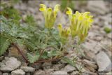 Scutellaria orientalis