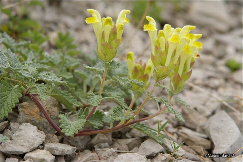 Image of Scutellaria orientalis specimen.