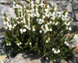 Cassiope ericoides