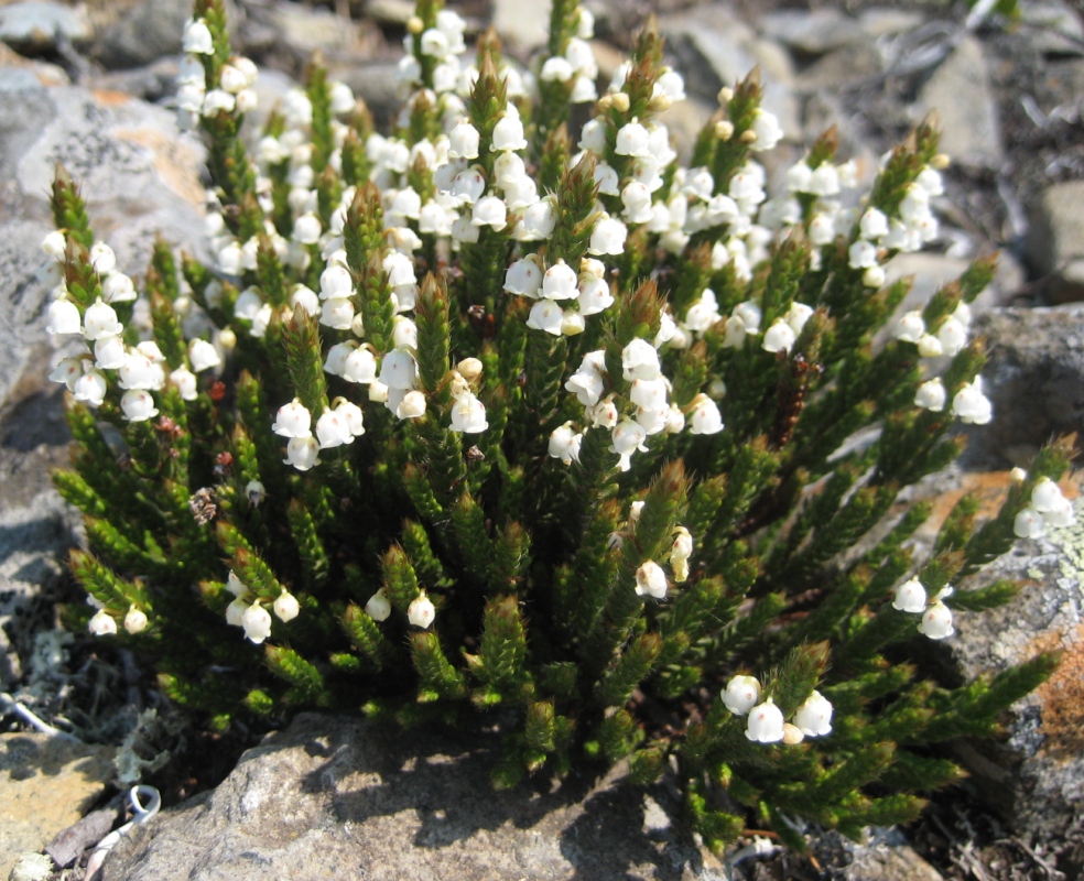 Изображение особи Cassiope ericoides.