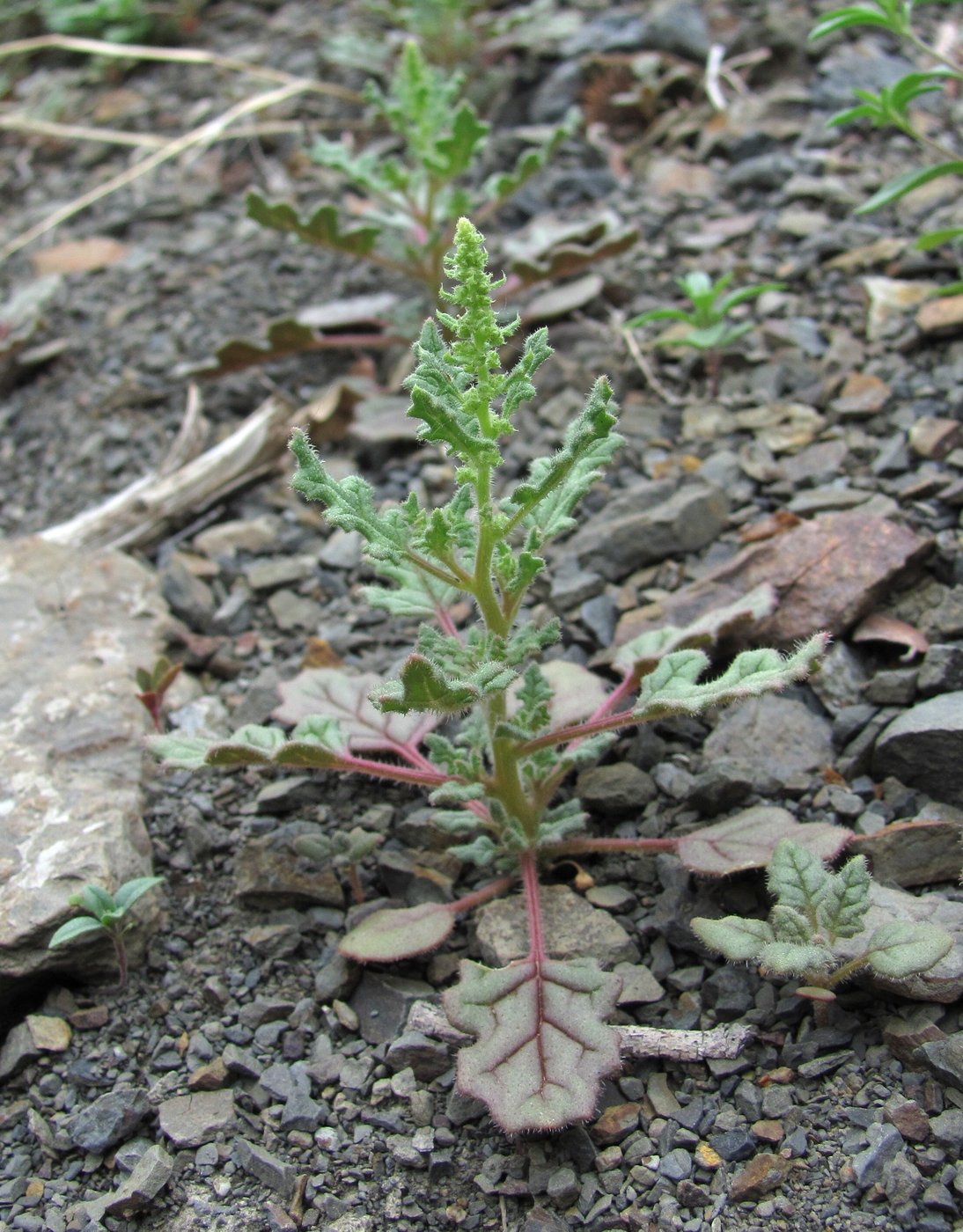 Image of Dysphania botrys specimen.