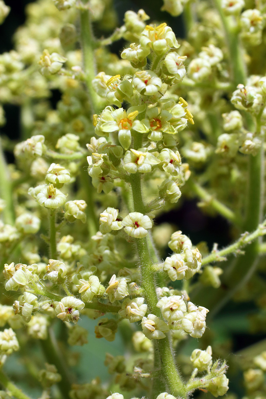 Image of Rhus glabra specimen.