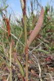 Polygonum pulchellum. Часть побега. Крым, Керченский п-ов, оз. Кояшское, песчано-ракушечная коса. 4 июня 2018 г.