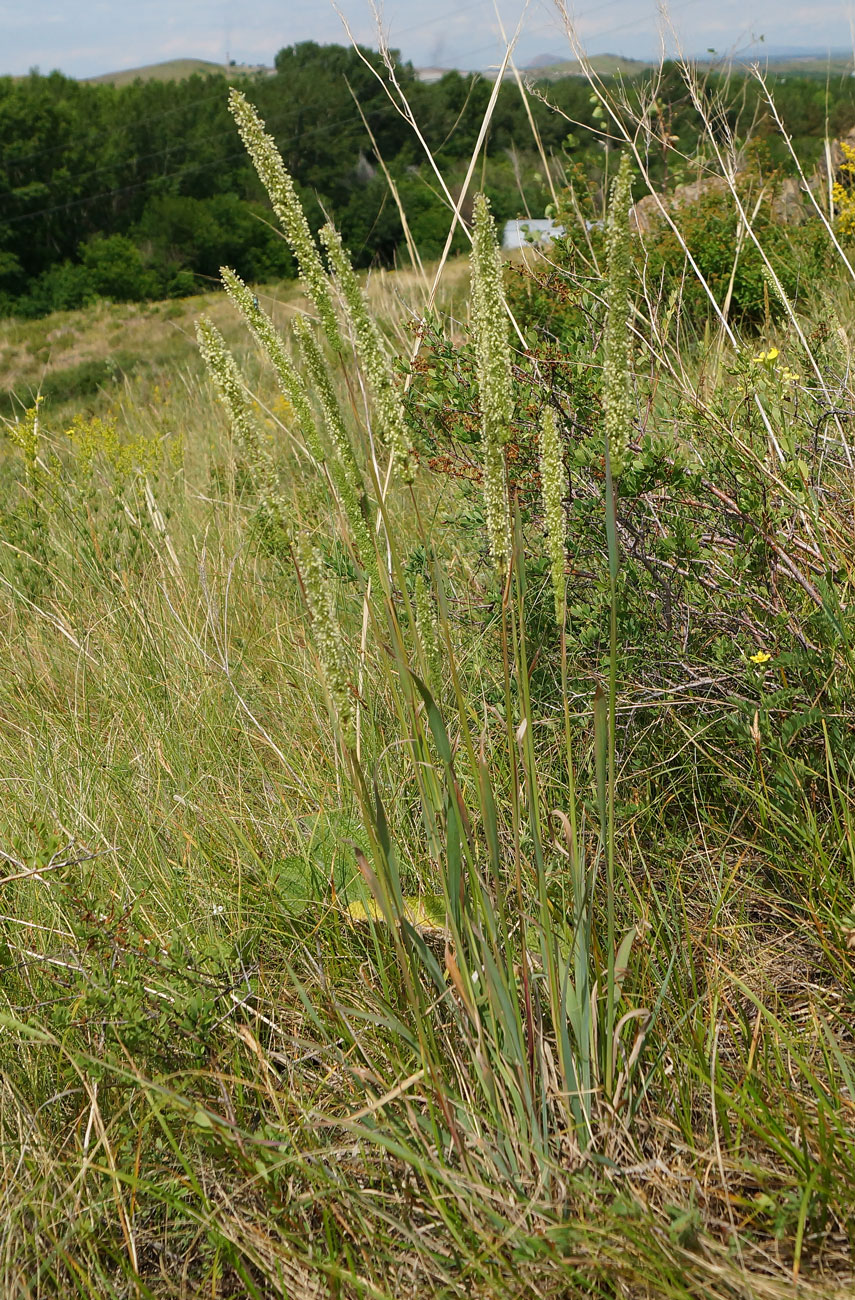 Image of Phleum phleoides specimen.