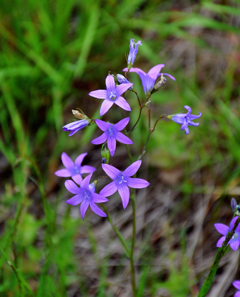 Image of Campanula patula specimen.